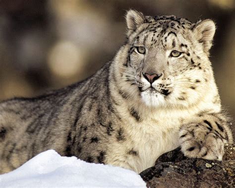 Snow Leopard Wallpapers Wallpaper Cave