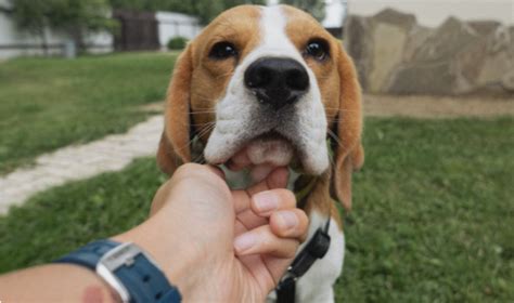 How To Stop A Beagle Puppy From Barking Pet Guide Daily