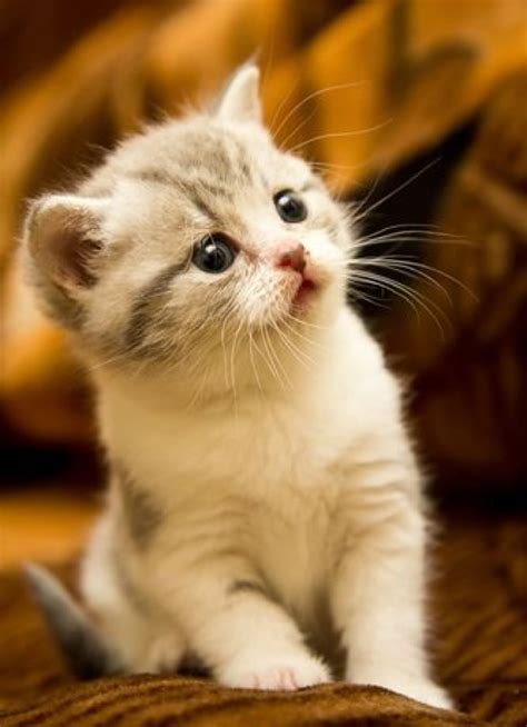 One Cute Kitten 29th February 2016 We Love Cats And