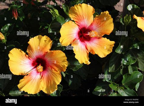 Two Misty Sunrise Hibiscus Flowers In Full Bloom Stock Photo Alamy