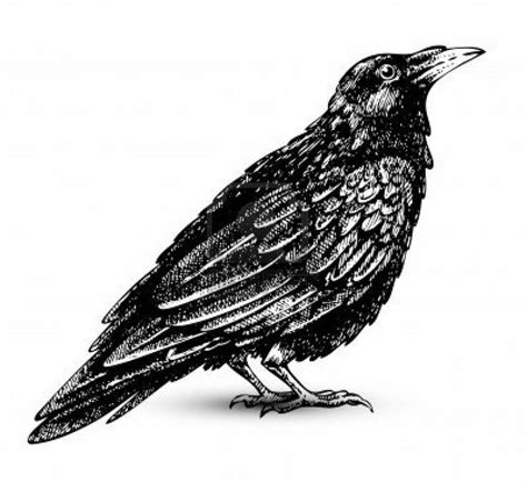 Download crow clip art black and white - Google Search | Raven art ...