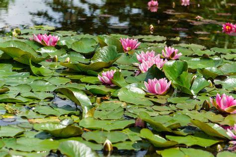 Am botanischen garten steht nur eine begrenzte anzahl von parkplätzen zur verfügung. Botanischer Garten der Universität Würzburg - Travel and ...