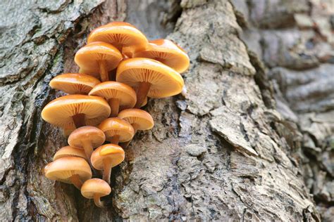 Theres A Humongous Ancient Fungus Growing Beneath Michigan