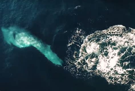 Watch Rare Drone Footage Of Brydes Whales Feeding Mental Floss Bryde