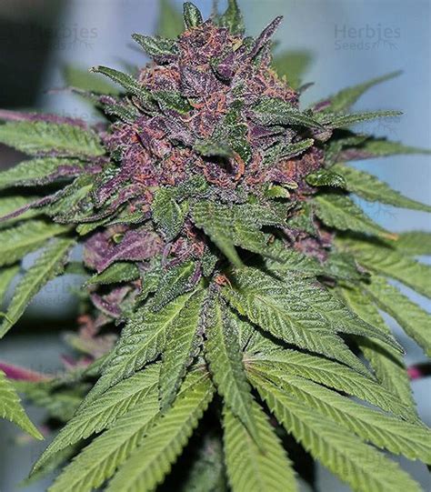 Vente De Graines De Cannabis Grizzly Purple Kush Blimburn Seeds