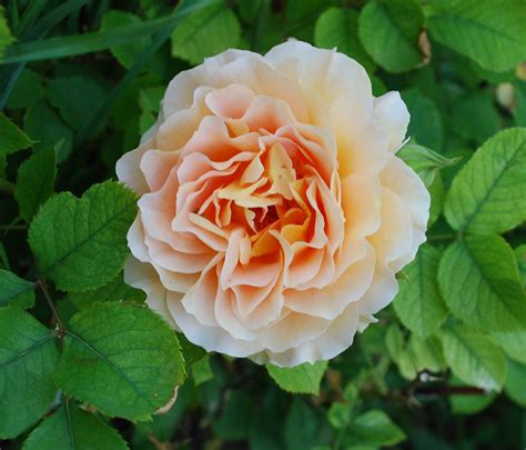 Photographing Flowers Just Roses