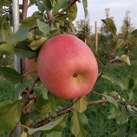 Our Apples — Hidden Gem Orchard