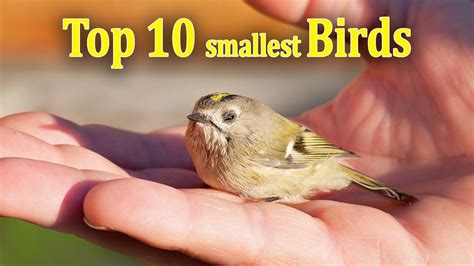 Top 10 Smallest Birds In The World Cute Birds Youtube