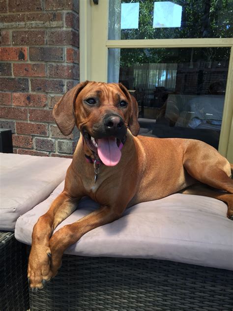 6 6 Months Old Cheap Rhodesian Ridgebacks Dog Puppy For Sale Or
