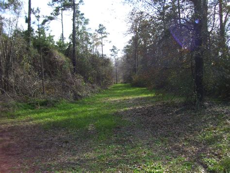 hunting-land-for-sale-in-south-georgia-2 - Agri Land Realty, LLC.