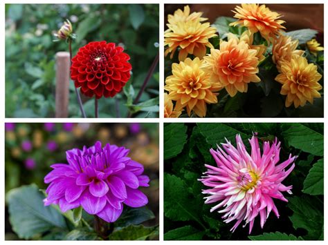 Dahlia An Ultimate Guide For Dahlias Planting Growing Caring And More