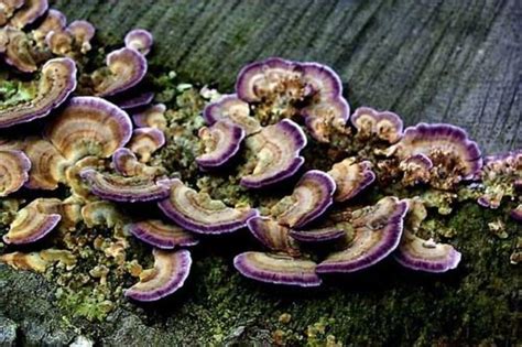 60 Best Mushrooms Of Missouri Images On Pinterest Fungi Mushrooms
