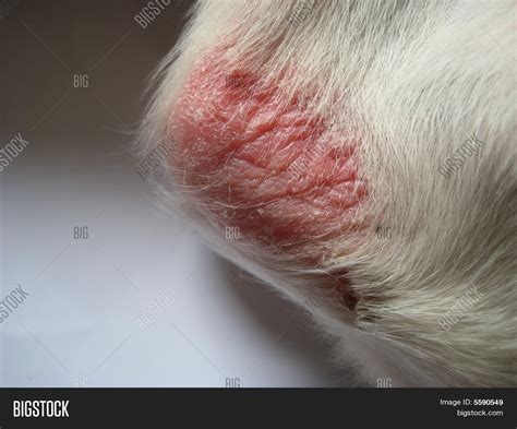 Dog Elbow Pressure Sore Image And Photo Bigstock