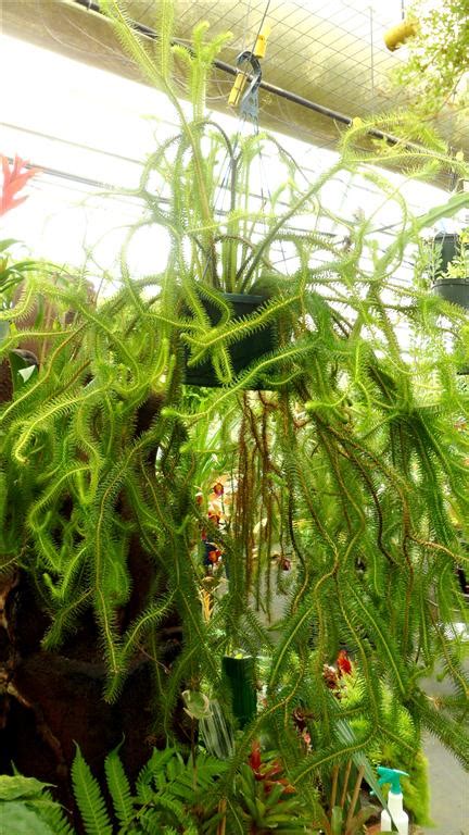 The spores of lycopodium species are harvested and are sold as lycopodium powder. Lycopodium squarrosum - Brian's Botanicals