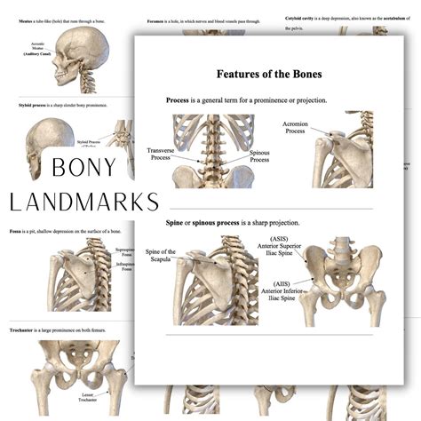 Features Of The Bones Bony Landmarks Bony Projections Digital