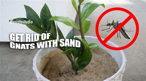 🪴 How To Get Rid Of Fungus Gnats Using Sand Indoor House Plant Care