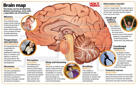 How Does Your Brain Develop As You Grow Older How It Works Magazine