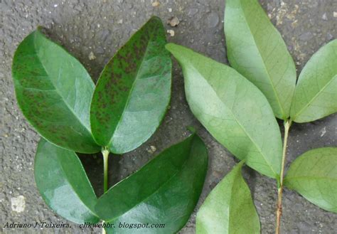 Os fungos são classificados num reino separado das plantas, animais e bactérias. Mundo das Plantas : Manchas nas folhas, fungos, bactérias ...