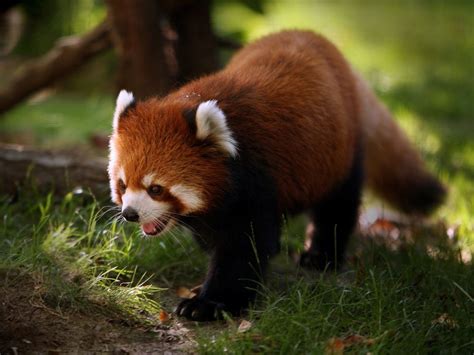The Red Panda Cute Wildlife The Wildlife