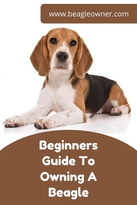 Beginners Guide To Owning A Beagle Beagle Dog Breed Beagle Beagle Dog