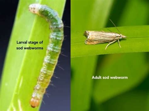 Sod Webworms In St Augustine Grass Signs And Treatment Lawn Model