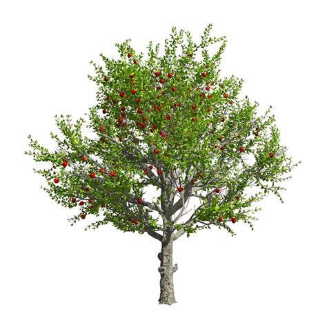 Apple Tree Isolated. Vector Illustration Stock Vector - Illustration of botanic, botany: 30356888