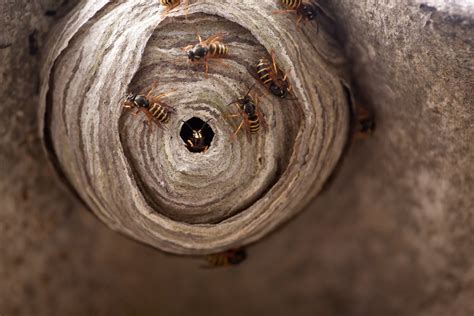 Carpenter Bee Nest Cheap Dealers Save 40 Jlcatjgobmx