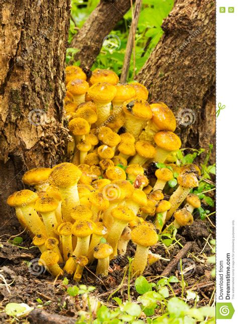 Edible Forest Mushrooms Honey Agaric Growing At The Roots Of The Tree