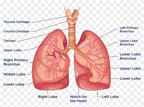 The Heart And Lungs Are Located In The Thorax Or Chest Heart And