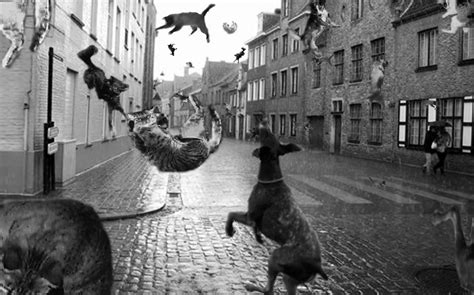 Its Raining Cats And Dogs Life With Cats