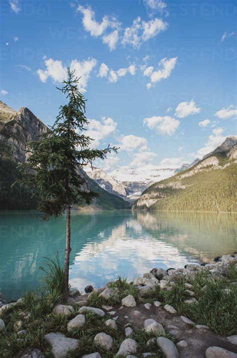 Evergreen Tree On Shoreline Of Lake Louise In Banff Alberta Canada