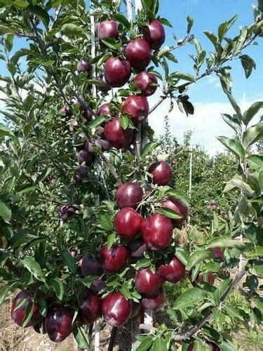We grow both clonal and seedling, virus free fruit tree rootstock for apple, cherry, pear, plum, and peach. Fruit Nurseries - Apple Plants And Clonal Rootstocks ...