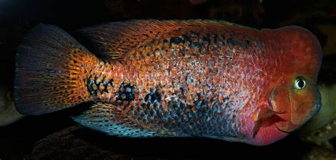 Vieja Melanurus Cichlids Fish Pet Central America