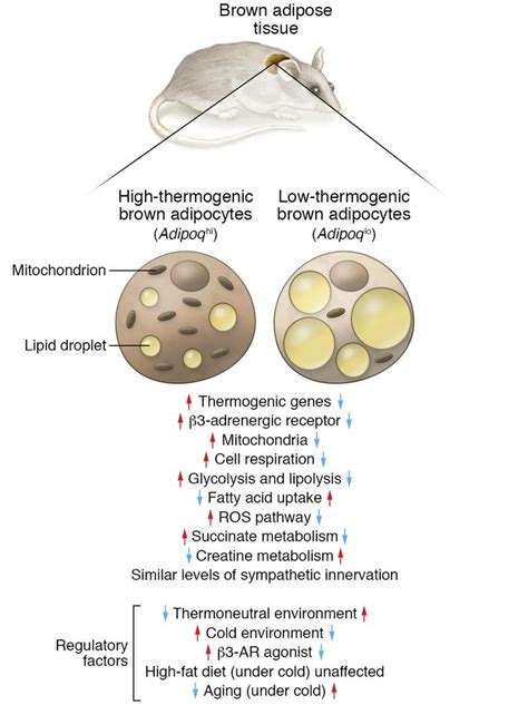 Jci Cellular Heterogeneity In Brown Adipose Tissue