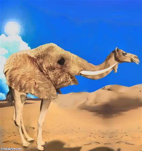 18 foot tall camel click photo for larger image : Design a Camel Pictures - Freaking News