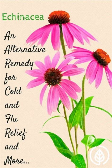 Echinacea Benefits For Colds And Flu Benefits All Natural Ideas