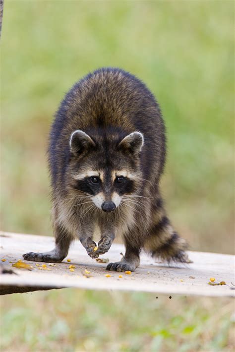 Common Raccoon Mammal Species Of Richmond National Battlefield