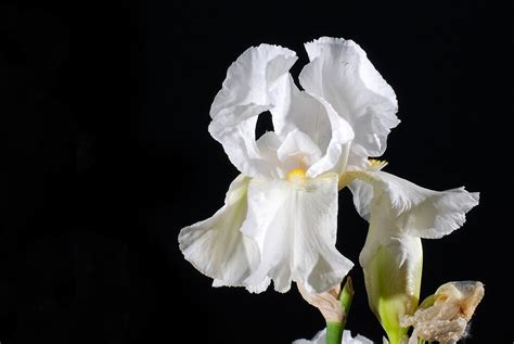 Little spring bulb flowers add charm and bring delightful surprises to containers and garden beds. "White iris flower bloom from heirloom bulb" by ...
