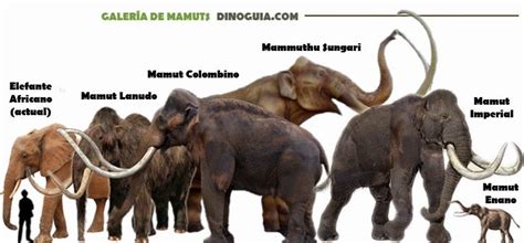 Cultura General En 10 Minutos Diarios Mamut Primos De Los Elefantes