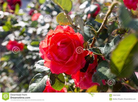 Red Rose In A Park On The Nature Stock Photo Image Of Leaf Beauty