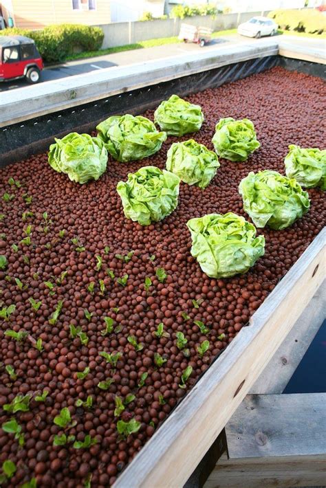 Knowing the ph level of your water is essential. How to Grow Hydroponic Plants at Home | Hydroponics diy ...