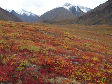 Autumn Colors Sweep Across The Tundra Near Galbraith Lakealaska