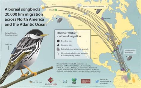Across North America And The Atlantic An Enormous Migration Journey
