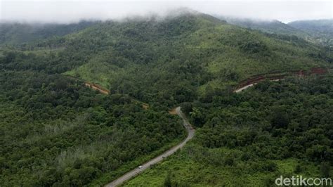 Foto Hijaunya Hutan Kalimantan Yang Jadi Paru Paru Dunia