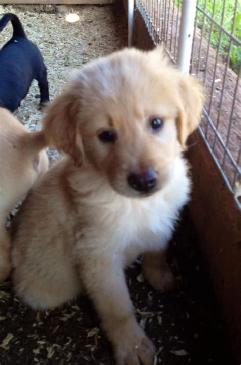 Finding labrador puppies might seem easy. Hairy Joe is an adoptable Labrador Retriever, Golden ...