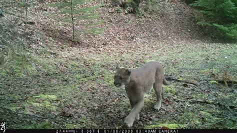 Oregon Cougar Trail Camera Footage 2016 Youtube