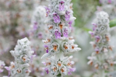 Plant tags will tell you everything you need to know about how much sun, what kind of soil, and ideal zones that variety needs. 30 Pretty Flowers that Don't Need Much Water At All in ...