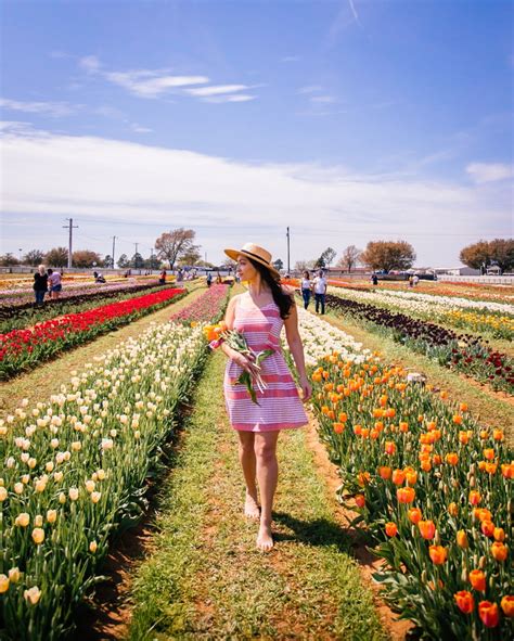 9 Things To Know Before Visiting Texas Tulips In Pilot Point