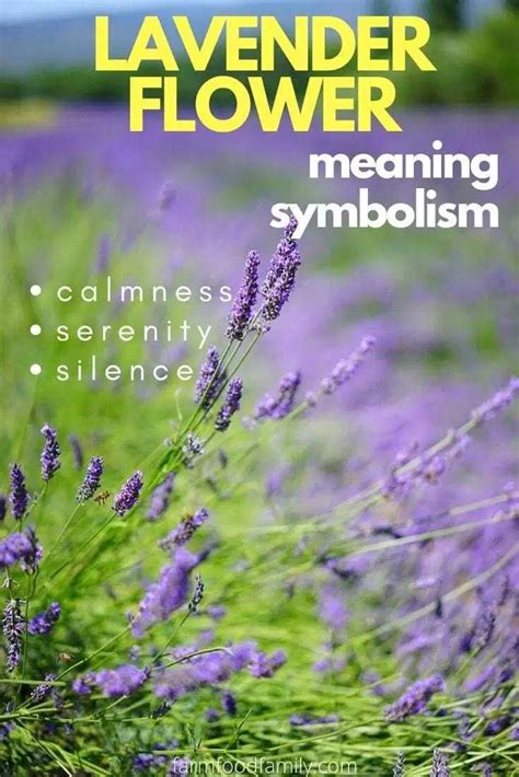 Lavender Flower Colors Meaning And Symbolism Beautiful Versatile Herb