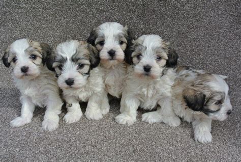 As they settled into california, many of the nearby ranchers admired the. Australian Shepherd Puppies For Sale | California Street ...